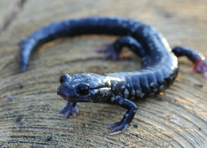 Slimy Salamander